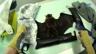 Injured flyingfox goes to vet Adrian this is Wallis [upl. by Ainahs]