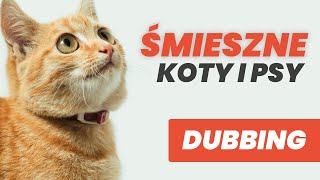 ŚMIESZNE KOTY I PSY 10 🤪 DUBBING JASZCZUR MATT OLECH [upl. by Sena]