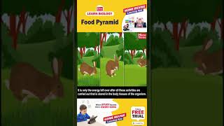 Food Pyramid  Learn Biology with Home Revise [upl. by Kampmann]