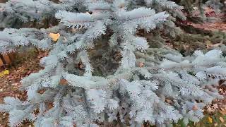 Hoopsii Colorado Blue Spruce Picea pungens  Hoopsii mature Oct 24 St Albert AB TreeTimeca [upl. by Edniya]