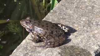 le coassement des grenouilles qui se battent croaking frogs fighting [upl. by Ehtylb952]