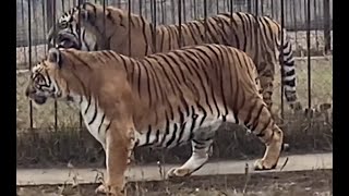 Siberian Tiger vs Sumatran Tiger Size Comparison [upl. by Aramac932]