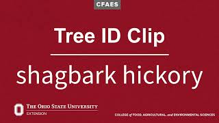 Tree ID Clip shagbark hickory [upl. by Noam814]