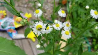 The Power of Daisy Fleabane Erigeron strigosus [upl. by Leake]