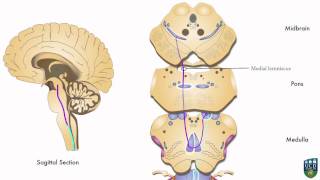 AXON Dorsal Column Pathway Fine Tactile Sensation Conscious Proprioception from Foot 2 of 9 [upl. by Runstadler]