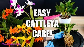 How to Care for Cattleya Orchids  Watering Repotting Reblooming amp more Orchid Care for Beginners [upl. by Tiffi]