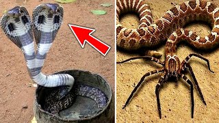 Top 10 Rarest Snakes In The World [upl. by Swainson]