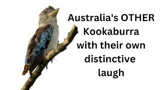 Bluewinged Kookaburra Call Australian Birds birdcall [upl. by Venuti]