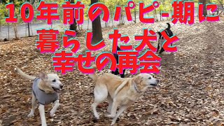 異父兄妹🐶🐶元気に再会✨＃ラブラドール＃labrador retriever＃繁殖犬 [upl. by Xela]