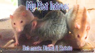 Introducing my 1 yo Rats to my Elder Rat 💜 [upl. by Niltyak]