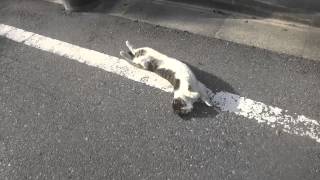 最強に人懐こい野良猫、人懐こさが新たなステージに突入する The friendliest stray cat epsode5 [upl. by Otnicaj668]