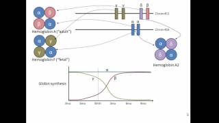 Globin genes hemoglobin and development [upl. by Trauner]