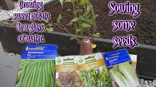 SOWING SALAD AND FRENCH BEAN SEEDS  GROWING SWEET POTATO IN A GLASS OF WATER  Marie [upl. by Enajaras]