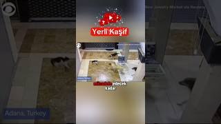 1 Kedi vs 3 Köpek  Geldim işte dostum edit  Yerli Kaşif Dublaj [upl. by Tenenbaum]