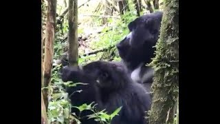 Mountain Gorillas Mating in Volcanoes National Park Rwanda silverbackgorilla [upl. by Enylorac]