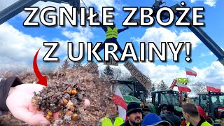 Zobacz jakiej jakości zboże jedzie z Ukrainy Rolnicy nasilają protesty setki ciągników na ulicach [upl. by Naginnarb652]