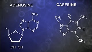 Caffeine causes brain damage activates microglia [upl. by Eniarol]