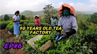 Parisons Tea factory at wayanad Tea making process 90 വര്‍ഷം പഴക്കമുള്ള തേയില ഫാക്ടറി Ep6 [upl. by Gyimah]