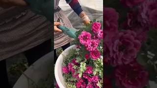 pruning rose 🌹 rose shorts gardening [upl. by Lethia]