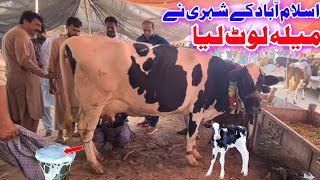 Cow Ketnay Ki Sale Hui  Holstein Friesian Cow  Manak Mor Mandi  Malumor Mandi Jhang  Cow Mandi [upl. by Bodkin]