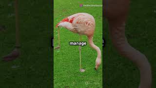 five amazing fact about flamingo facts top5amazingrandomfacts funfacts [upl. by Phelips]