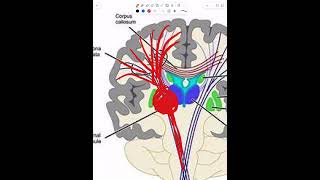 Anatomical localization of neurological lesions  Part 3 [upl. by Eliason185]