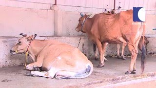 Making Money from Dairy amp Cow Farm  HARITHAM SUNDHARAM 25 03 2016 PART 01  Kaumudy TV [upl. by Ifen729]