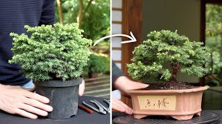 How to make a Bonsai tree [upl. by Mariska]