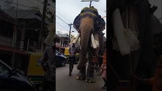 NANU EZHUTHACHAN SANKARANARAYANAN shortvideo shortsfeed elephant [upl. by Veron]