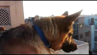 German Shepherd Barking [upl. by Silvestro]