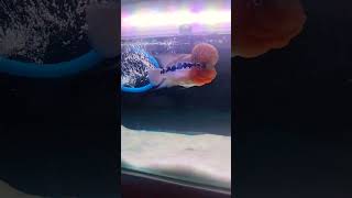 flowerhorn fishing flowerhornfishbestfood viralvideo colors 🐠🐟viralshorts [upl. by Auoh486]