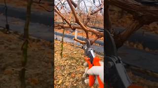 Fall  Winter Pruning Techniques Grape Farming agriculture farming [upl. by Annal]