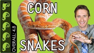 Corn Snake The Best Pet Reptile [upl. by Nanor]