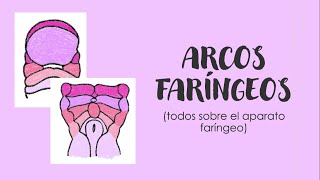 ARCOS FARÍNGEOS Y SUS DERIVADOS  Embriología de cara y cuello [upl. by Junius]