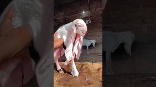 goat sojatgoatfarm goatshorts bakrishorts बकरी बकरा [upl. by Sueddaht]