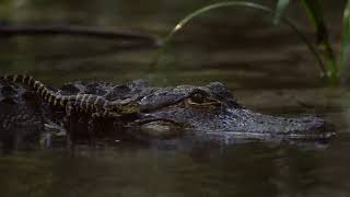 Wild Florida Alligators  Wildes Florida Land Der Alligatoren [upl. by Anthony]