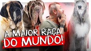 ESSES SÃO OS 5 MAIORES CÃES DO MUNDO  RICHARD RASMUSSEN [upl. by Brader]