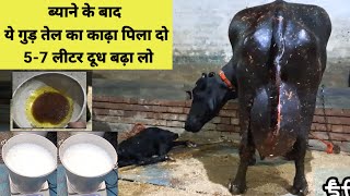 ब्याने के बाद ये गुड़ तेल का काढ़ा पिला दो 57 लीटर दूध बढ़ा लो  Dudh kaise badhaye dudh milk [upl. by Dionis]