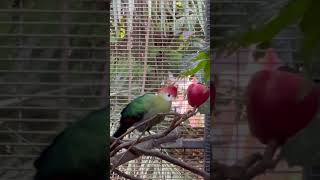 RedCrested Turaco [upl. by Eckardt]