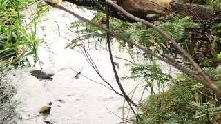 Trout Spawning Habitat Project  St Johns Newfoundland [upl. by Kinzer]