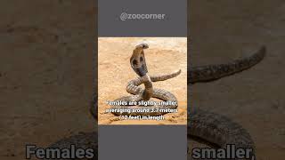 King Cobra  The King Of Snakes  Worlds Most Venomous Snake [upl. by Hgieleak]