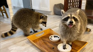 Raccoons Rate Breakfast Foods [upl. by Thetos725]