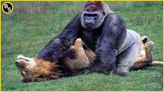 Top 10 Strongest African Animals [upl. by Anhsirk]