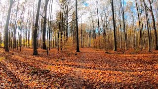 Waldspaziergang Waldlauf virtual Jogging Sonnenschein durch den herbstlichen Wald Waldgeräusche [upl. by Leveroni]