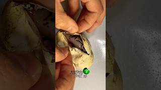 Snake egg cutting molinarosnakelab snakeeggs eggcutting ballpython python python reptiles [upl. by Bennie]