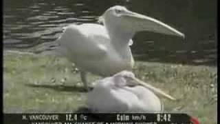 Pelican Eats a Live Pigeon [upl. by Margit446]