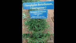 Chlorophytum Borivilianum [upl. by Oleta]