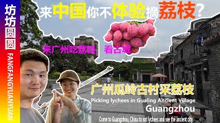 来中国广州只看小蛮腰？你不摘荔枝，吃荔枝，看古城？guangzhou china see the Canton Tower Pick lychees See Ancient city [upl. by Delastre]