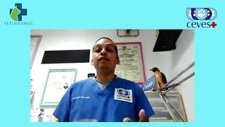 ¿Qué es Ehrlichia y Anaplasma en perros con MVZ Samuel Arturo Peña Hospital Veterinario CEVES [upl. by Dunkin]