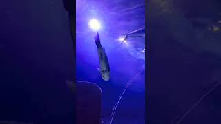 Amazing big sharks at Kellys Sea Life Auckland [upl. by Inol]